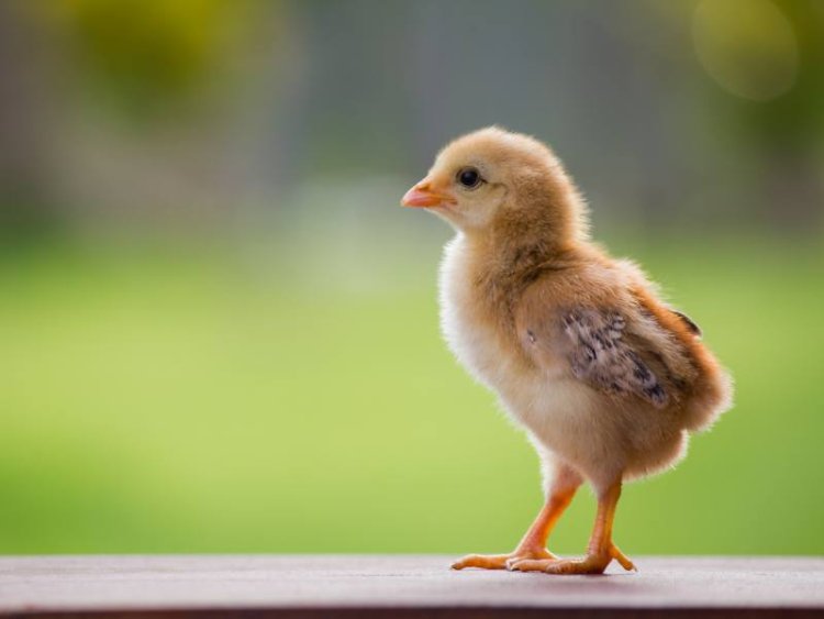 Which came first, the chicken or cognition?