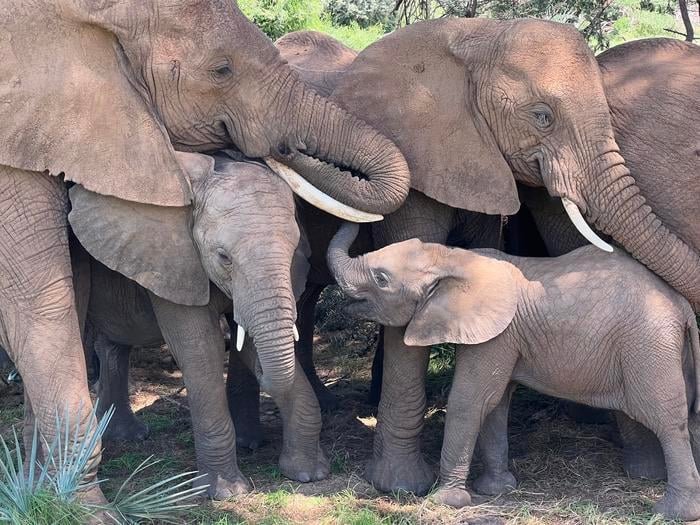 Elephants Address Each Other by Name, Study Finds