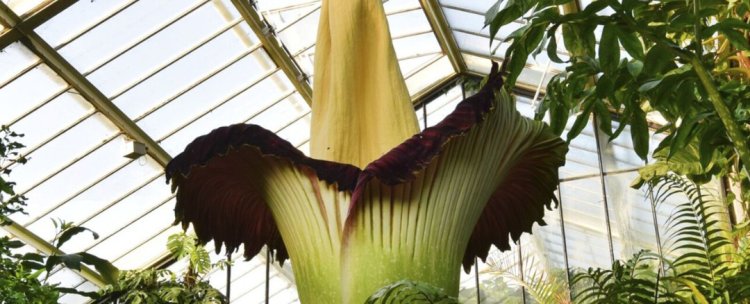 Kew's Most Famous Plant Continues to Turn Heads (And Noses) 135 Years On
