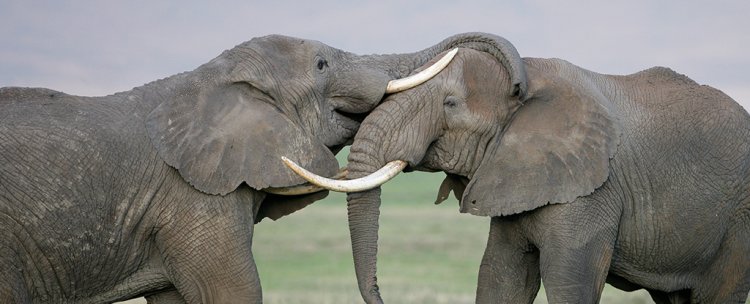 Wild Elephants Invent Names For One Another in Surprise Sign of Abstract Thinking