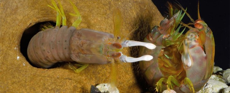 Scientists Reveal How to Take a Punch From a Mantis Shrimp