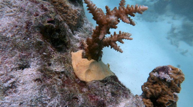 An eco-friendly putty made from vegetable oil boosts coral reef recovery
